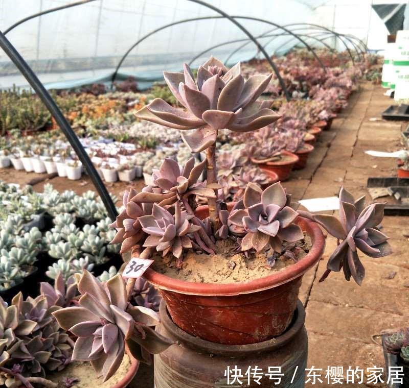 花盆|养景天多肉初恋,有4方面出问题不能忽略,不然一盆都留不住