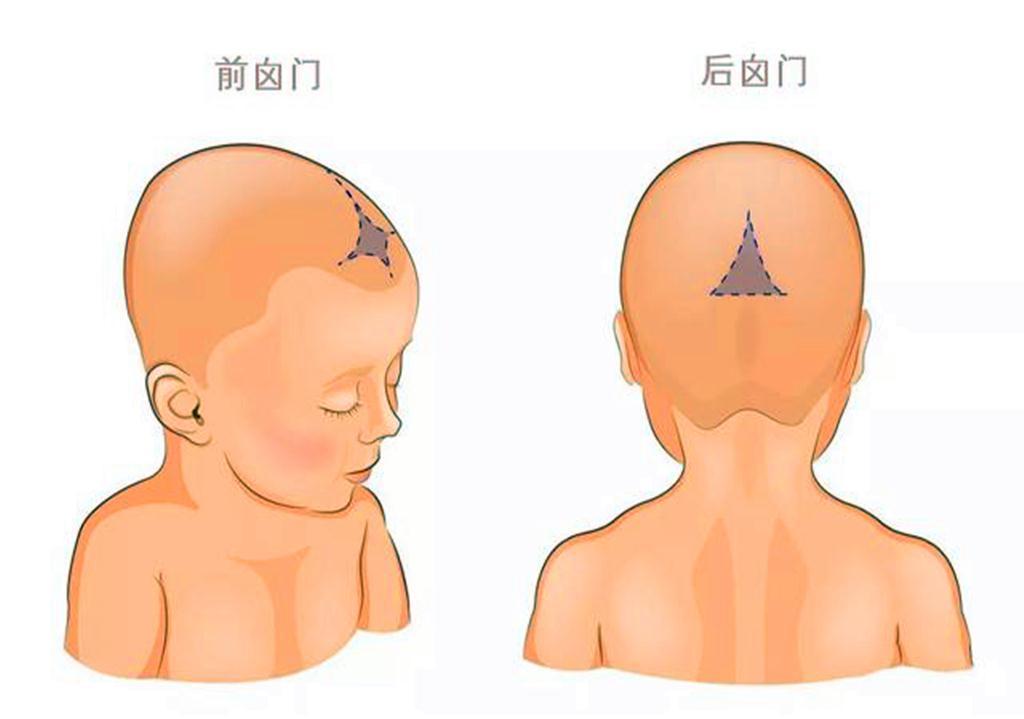 直立人|为什么动物分娩后代那么轻松,人类生孩子却疼得撕心裂肺?