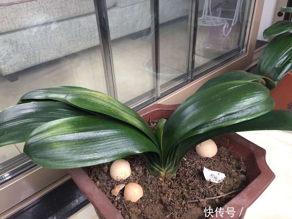 君子兰|气温骤降,君子兰“冻伤”1大片,赶紧搬回家“拯救”