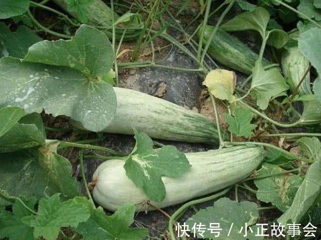 护肤|人到中年想长寿,可以坚持吃3种食物,排毒护肤,摆脱痛经的烦恼