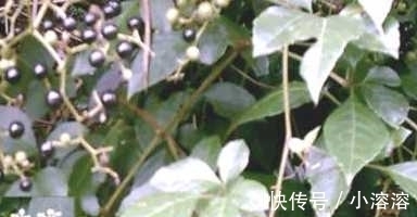 母猪藤|乡下有一种很常见的菜 有奇效你知道吗