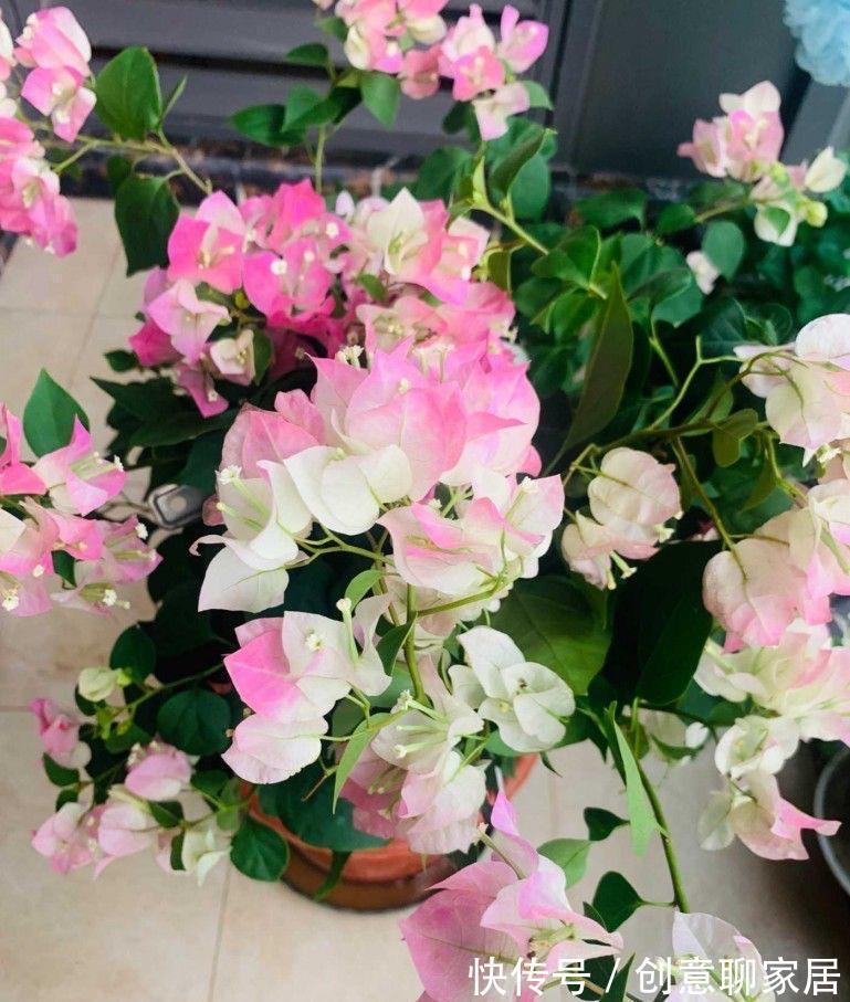 绿樱|养三角梅就养“2种”,颜色多变,勤花好看,经常开花不偷懒