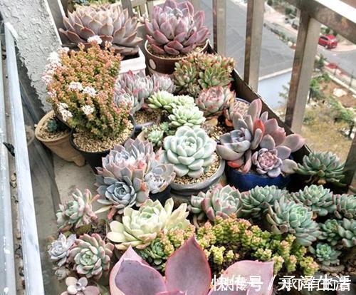 刚带回家的多肉,做好3件事,越长越肥美,轻松长满盆!
