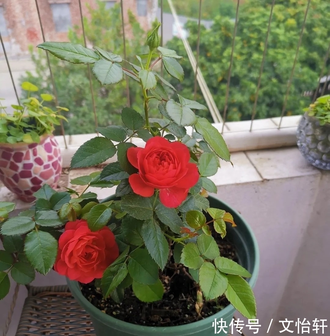 品种|100个月季品种，千姿百态，每个都很漂亮，图名并茂，值得收藏