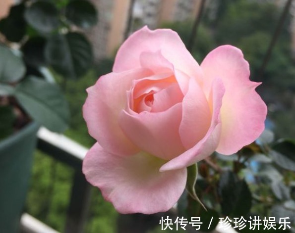10个最奇葩的月季品种，你可能一个都没见过！