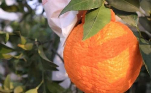  丑橘的梗|行家教你挑选丑橘，学会这几招，挑到又甜又多汁的丑橘
