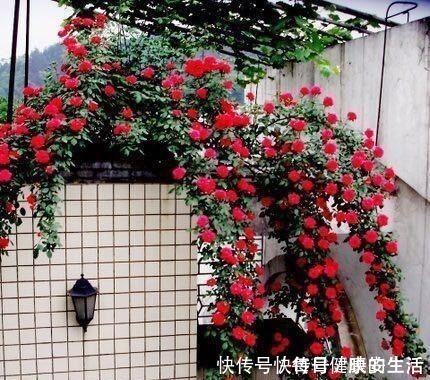 蔷薇花|少抽两包烟,此花也要舍得栽两株,花开230天,花香能飘百米远!