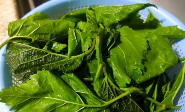 最近，要多给孩子吃的菜，清爽鲜嫩更开胃，10分钟做一锅当早餐