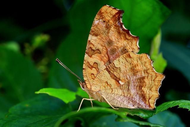 工整#五绝41首十里波将暗,一竿纶未收。老荷斜飐雨,摇落半城秋