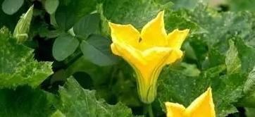 治疗|南瓜藤常被人们扔掉，其实是个宝，可以治疗高血压，老人多吃有益