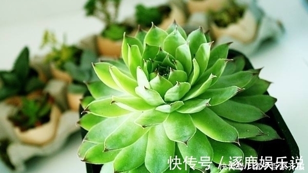 新手不要盲目养多肉,一定要从5点入手,不然最后只剩下空盆