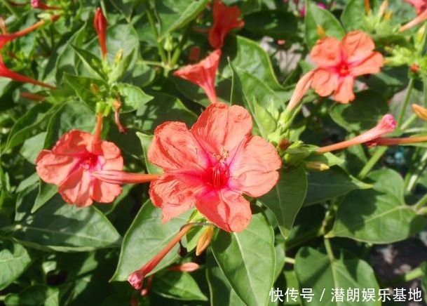 功效|农村野花“老婆忙”,药用价值非常高,有祛斑功效女孩最喜欢!