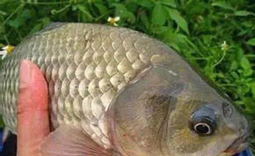 这种鲫鱼顶级钓法,会的人不多,绝对实力技能,不要白不要!