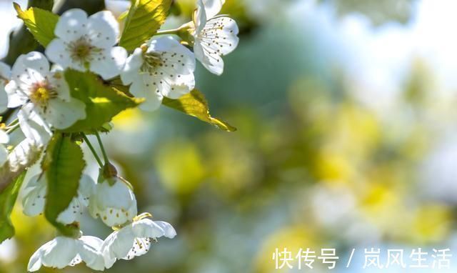 歌女们#柳永很深情的一首词,开头3句就写尽流浪之悲,最后14字冠绝今古