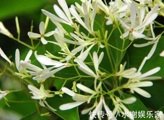 夜来香|喜欢月季,就选“优良名品”戴尔巴德,花型丰满,丰腴婀娜!!