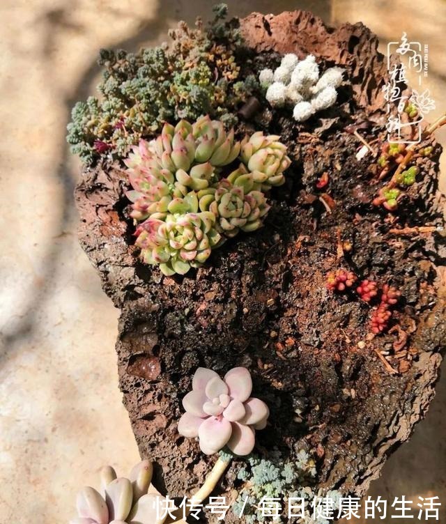 如何让多肉变美看看我是如何宠它们的！如何让多肉变美看看我是如何宠它们的！