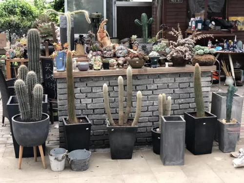 透气性|给多肉植物挑选花盆千万不要只看外表!材质大小选不对,容易黑腐烂根没状态