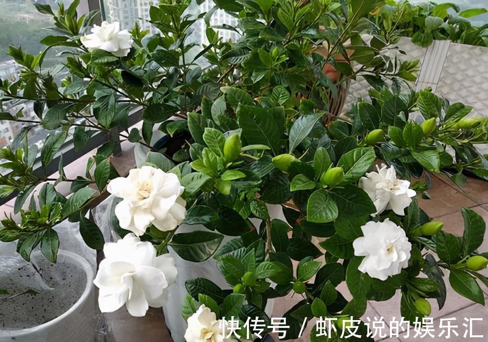 冬天花市“猫腻”多,5种“激素花”,多好看也别买,白白浪费钱