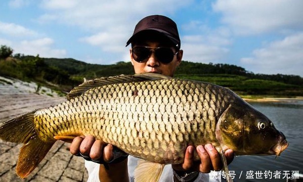 鲤鱼|夏季野钓鲤鱼，有这么一套“黄金搭”档就够了！——盛世三渔