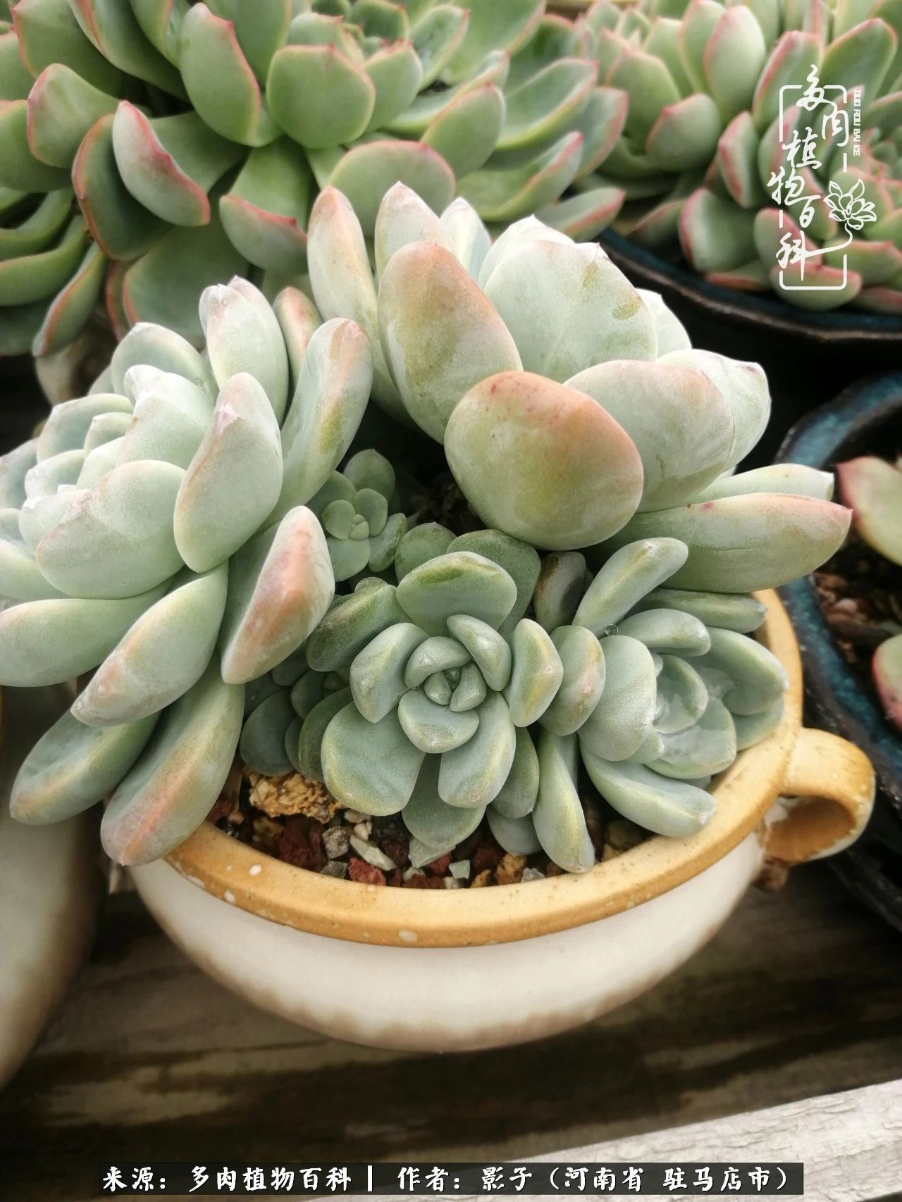 阳台上|被风雨洗礼的多肉越来越漂亮了,忍不住又往坑里跳!