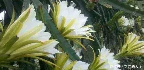 叶片|客厅养上“3种花”,大气又美观,关键“旺财又养人”,值得养2盆