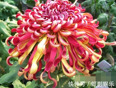 喜欢菊花,不如养盆“菊中珍品”晚镜红妆,花似美人,妖娆妩媚