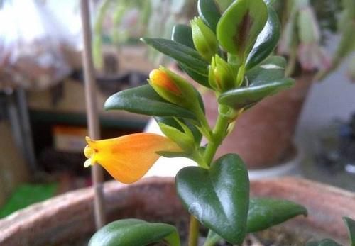 金鱼吊兰颜色越深越好吗？