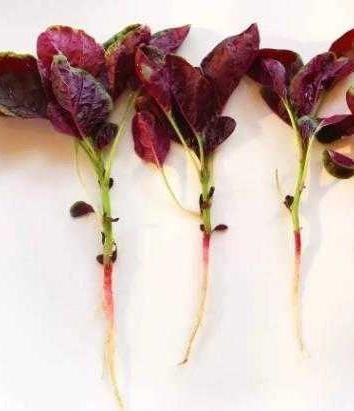 想长寿,推荐常吃4种食物,早吃早好,通便解毒,排出身体毒素