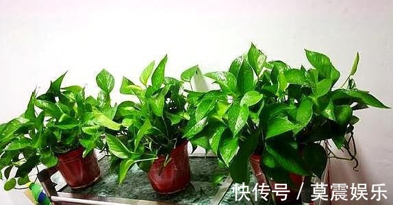 长根|还在花钱买花遇上“6种花”掐根枝回来,插到土里就活,很简单