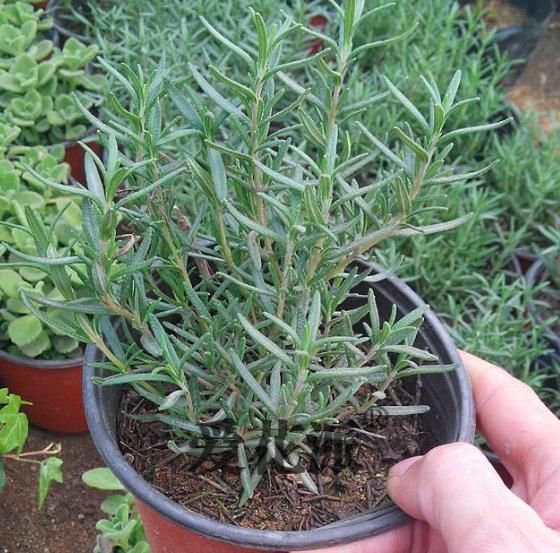 蚊香不能常用,养上此3种植物,蚊子再多,也能睡个安稳觉