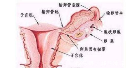 肝脏|生殖系统发出的这3个信号,说明你的肝可能有问题了