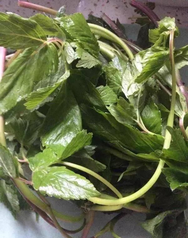  溜掉|它被称为“头号泻药”，口臭一定要经常吃，便秘可能也会悄悄溜掉