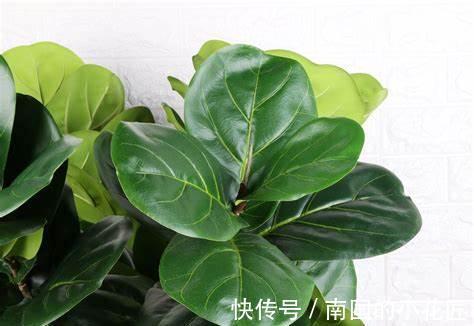 养花试试这几款,很好的绿化美化客厅环境,很大气