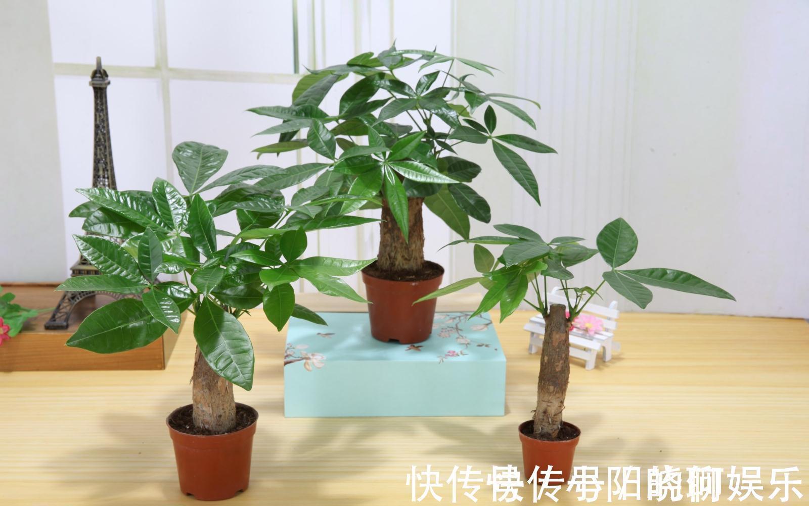 6种漂亮花,都有“好寓意”,喜欢的话养一盆,吉祥又大气