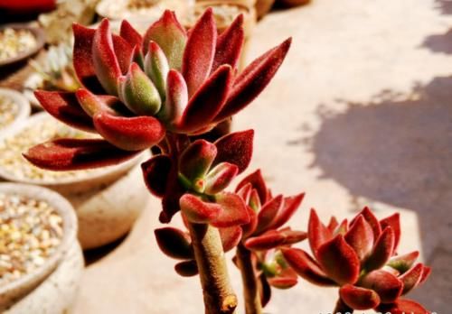 多肉从小苗养成老桩是什么样的体验？当然是没状态也成就感满满的