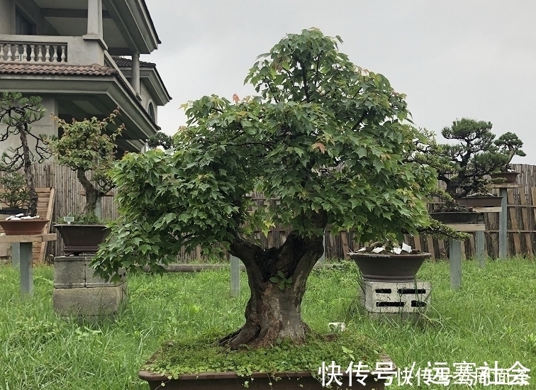 园艺|中国盆景欣赏，园艺大师经过几十年的精心打理，感受盆景独特的美