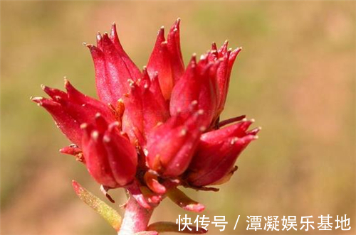 腰突|老军医献方:1把丝瓜籽加点酒,12年腰突彻底治愈,效果立竿见影