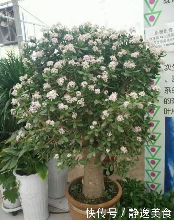 懒人养花首选这三种，省心省力又好养，霸气镇宅添福气，人人都喜