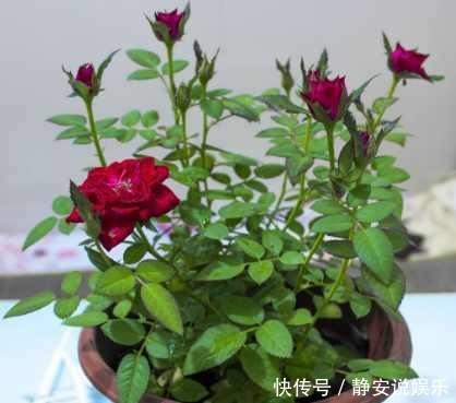 生长|几个小妙招,让月季冬季爆芽,爆花停不住