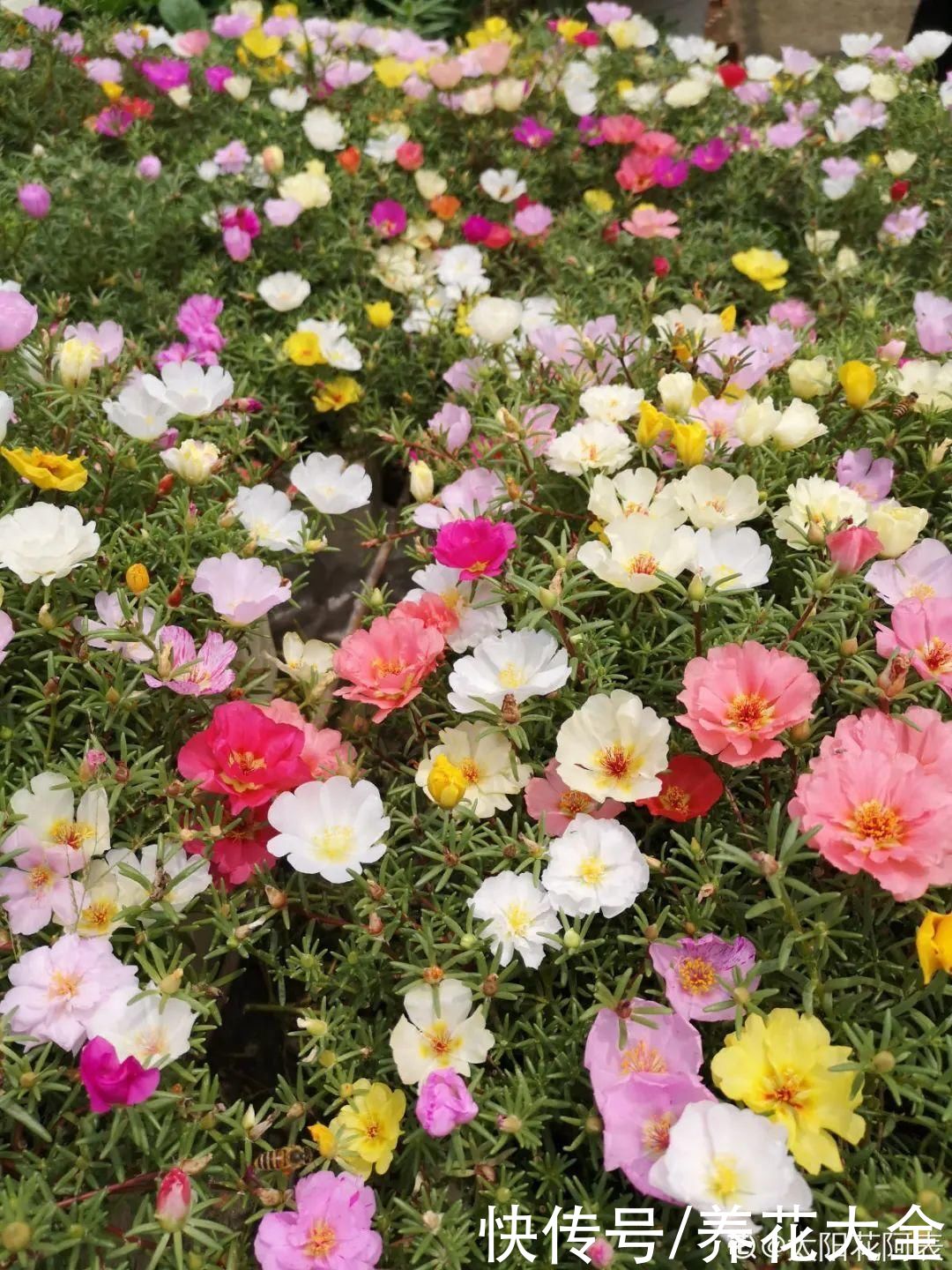 7种“落地生根”花，春天多插几棵，成活率特别高