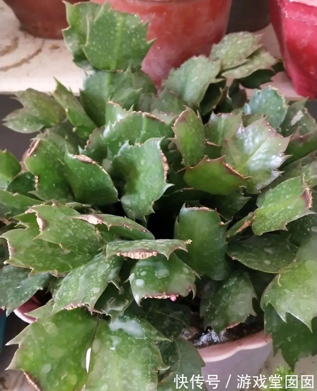 给花喷点它，叶片油绿茂密，花苞嘟噜噜冒出来