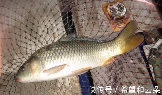 红糖水|红糖加麦粒，再加这一步骤，小鱼闹窝也有大鲫鱼开口！