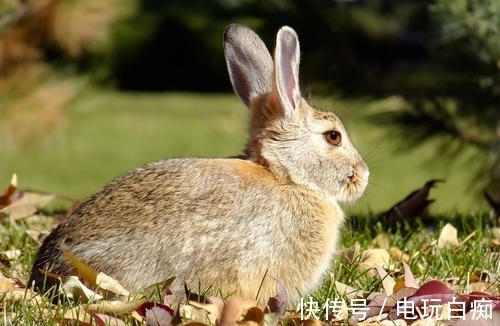 财运|下个月开始，三属相顺心如意，事业发达，富贵盈门，财运一路大顺