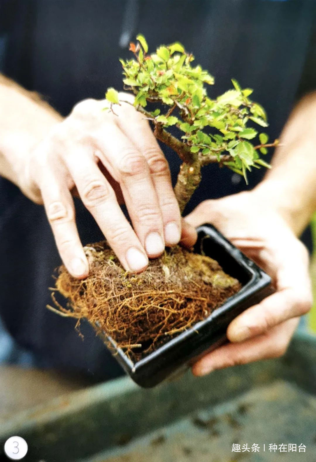 网篮|山水盆景不是非“水”不可，看山石与树木如何演绎一道山水盆景！