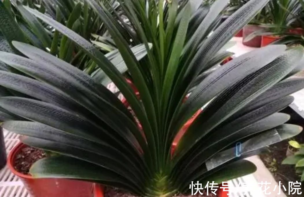 家中温度“太低”，5种花要“干养”，才有利于安全越冬