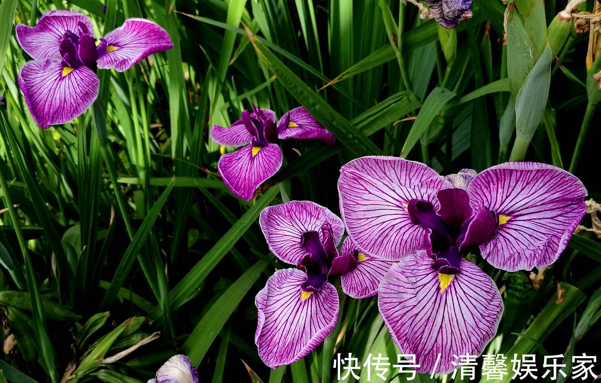 花裙子|此花被法国人视为国花，花枝招展，非常迷人，象征着一颗优雅的心