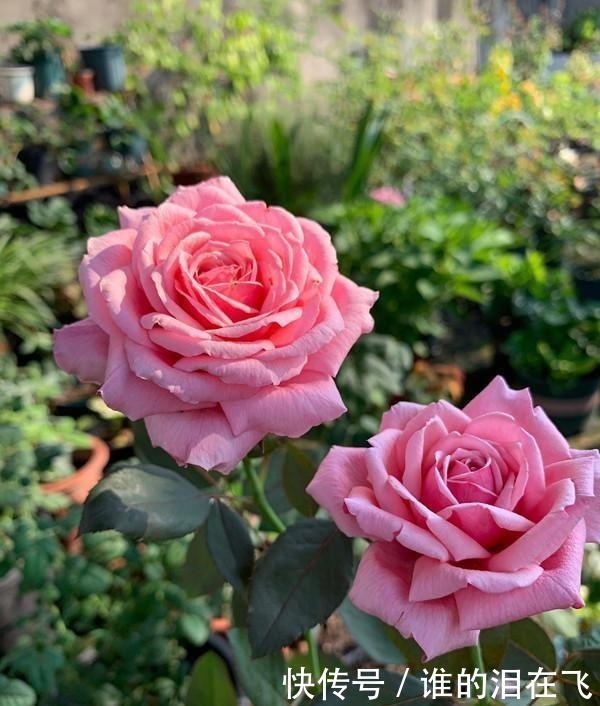 月季花|八种以“香”闻名的月季花,花开一朵,满屋子香气,养护也简单!