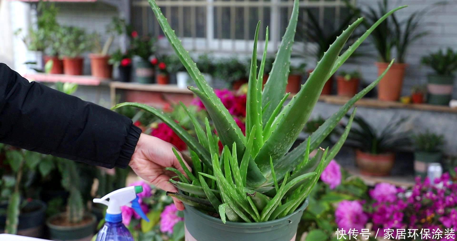 这些植物开花不常见,可遇不可求,叶片肥嘟嘟,开花太吉利