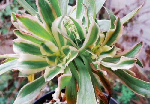 多肉植物虽然一般不用打顶，但有时候巧用打顶会有意想不到的效果