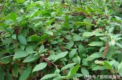 上品|此野菜人稱“見腫消”,嫩芽是野菜中的“上品”,農(nóng)民卻拿來煮面